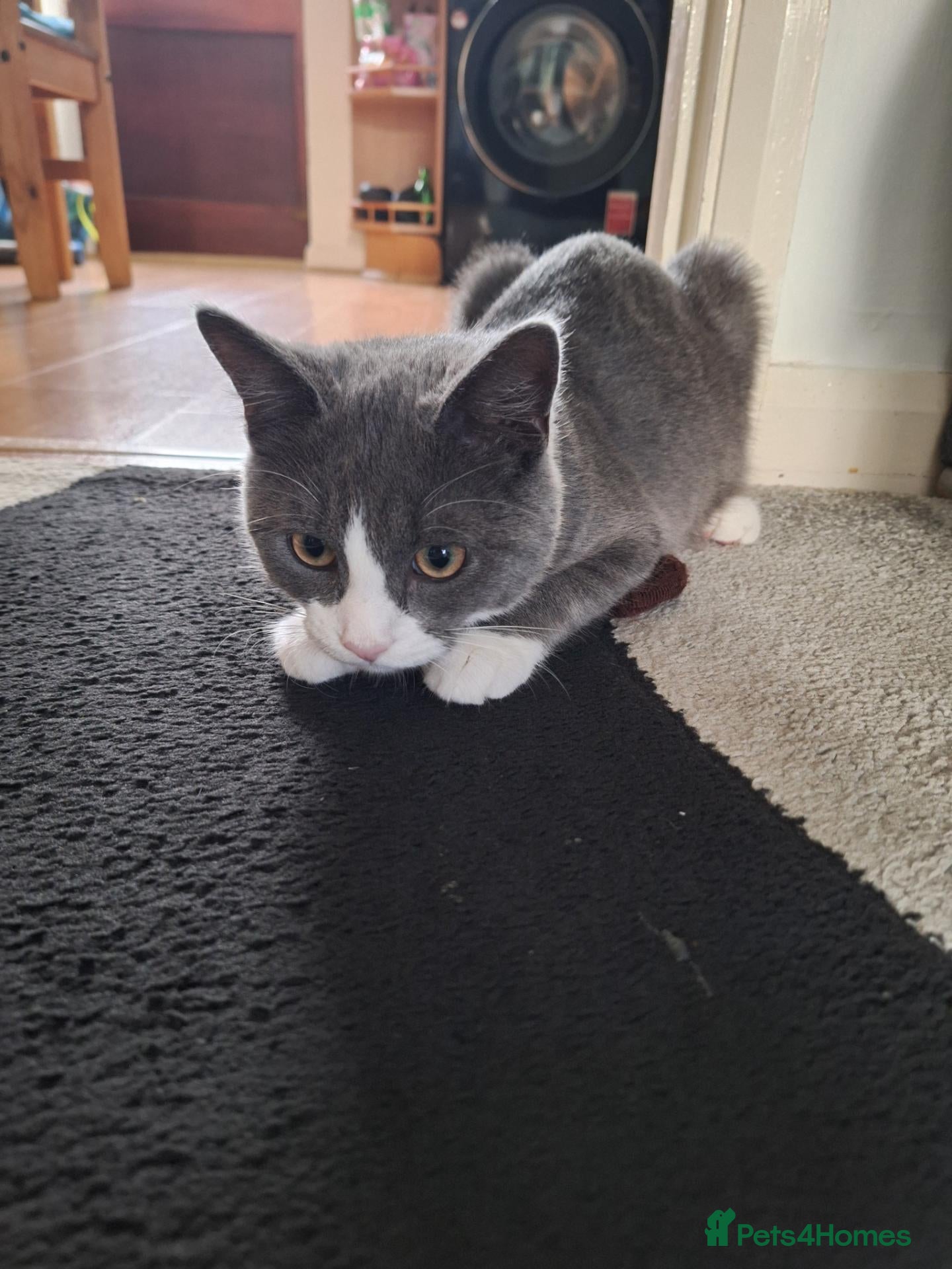 Mixed Breed cats LOOKING FOR A LOVING FOREVER HOME FOR LOKI - Advert 1