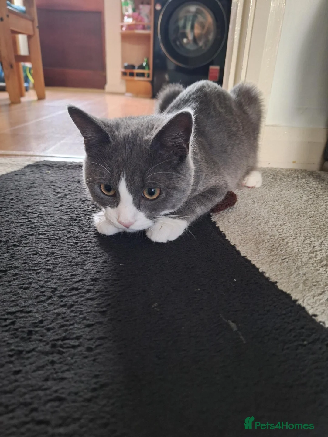 Mixed Breed cats for sale: LOOKING FOR A LOVING FOREVER HOME FOR LOKI in Nottingham - Advert 1