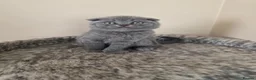Scottish Fold cats for sale: 4 Scottish Fold kittens looking for new homes - Advert 6