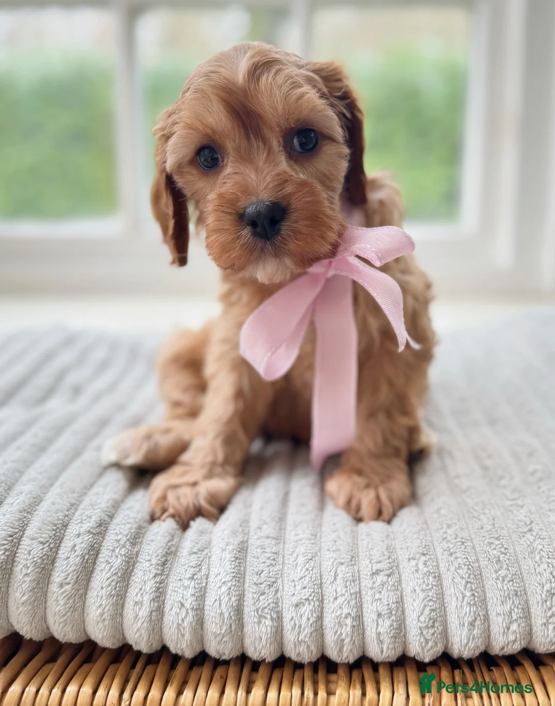 Cavapoo dogs for sale: Stunning F2 cavapoo health tested - Advert 22