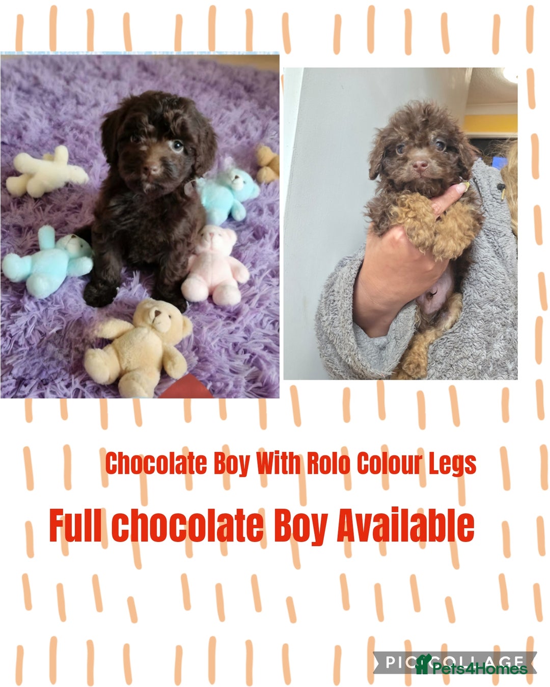 Cockapoo dogs for sale: Cockapoo puppies - Advert 2