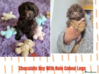 Cockapoo dogs Cockapoo puppies - Advert 9