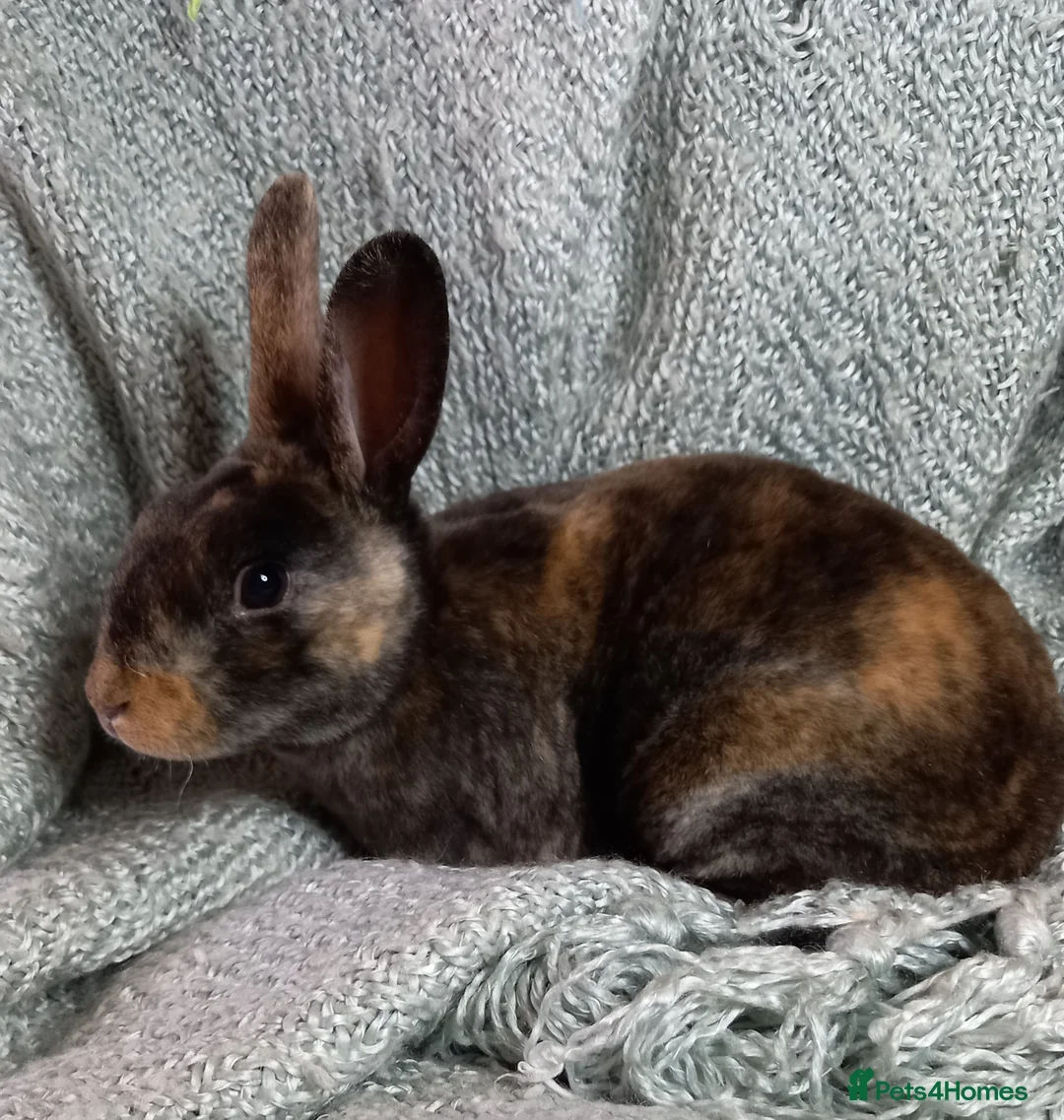 Rex rabbits for sale: Rex Rabbit Babies for Sale - Advert 11