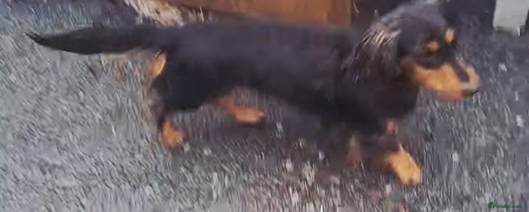 Dachshund dogs for sale: Daschounds LONG AND SHORT HAIRED  - Advert 8