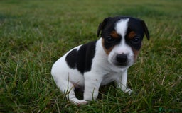 Jack Russell dogs for sale: Jack Russel puppies for sale  - Image 28