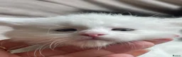 Maine Coon cats for sale: Maine Coon boy - Advert 21
