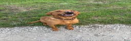 Labrador Retriever dogs for sale: KC registered Health Tested Red Labrador Female in Leek - Advert 3