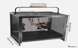 Quail poultry for sale: JAPANESE & JUMBO QUAILS ! - Image 15