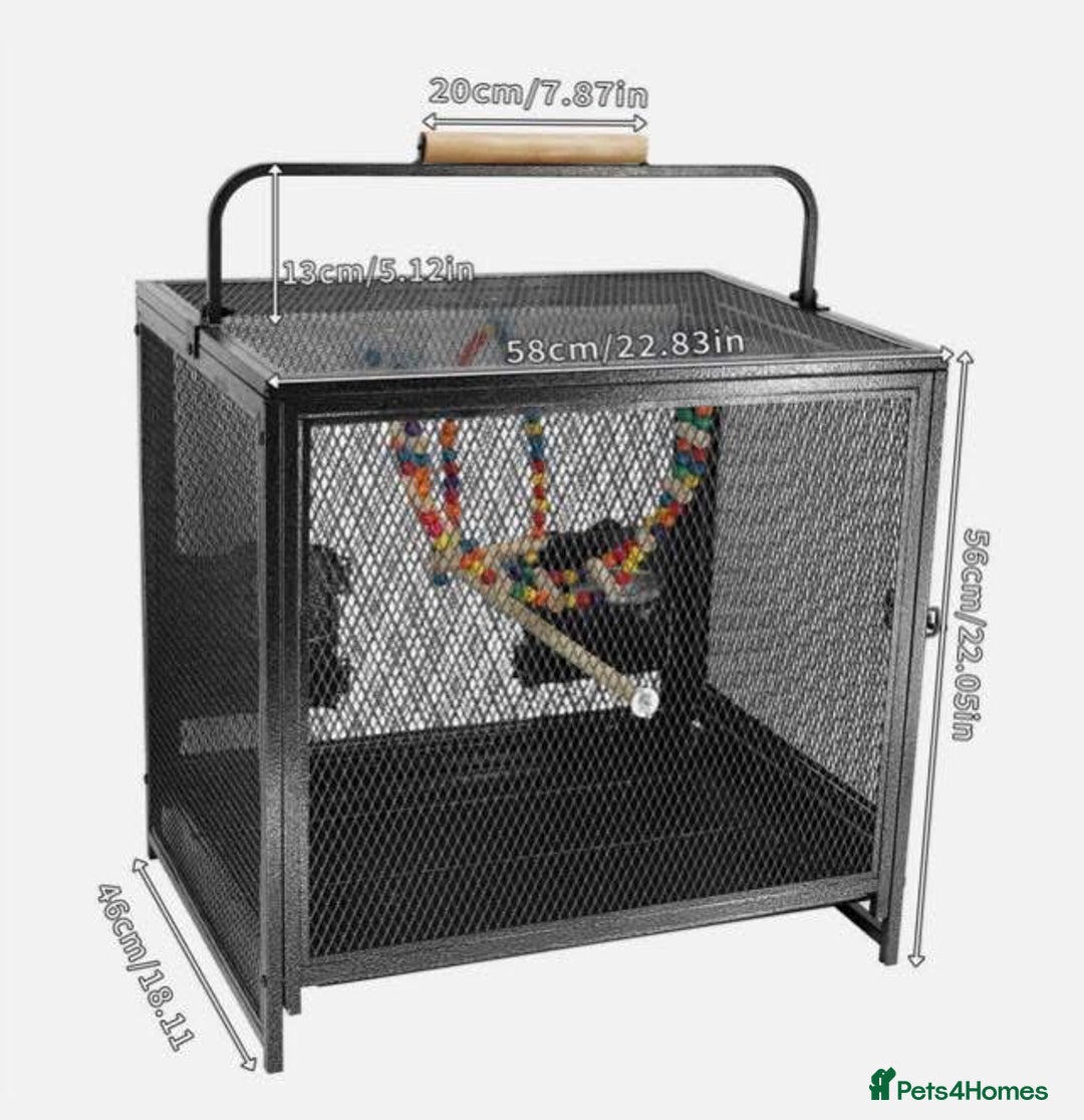 Quail poultry for sale: JAPANESE & JUMBO QUAILS ! - Image 15
