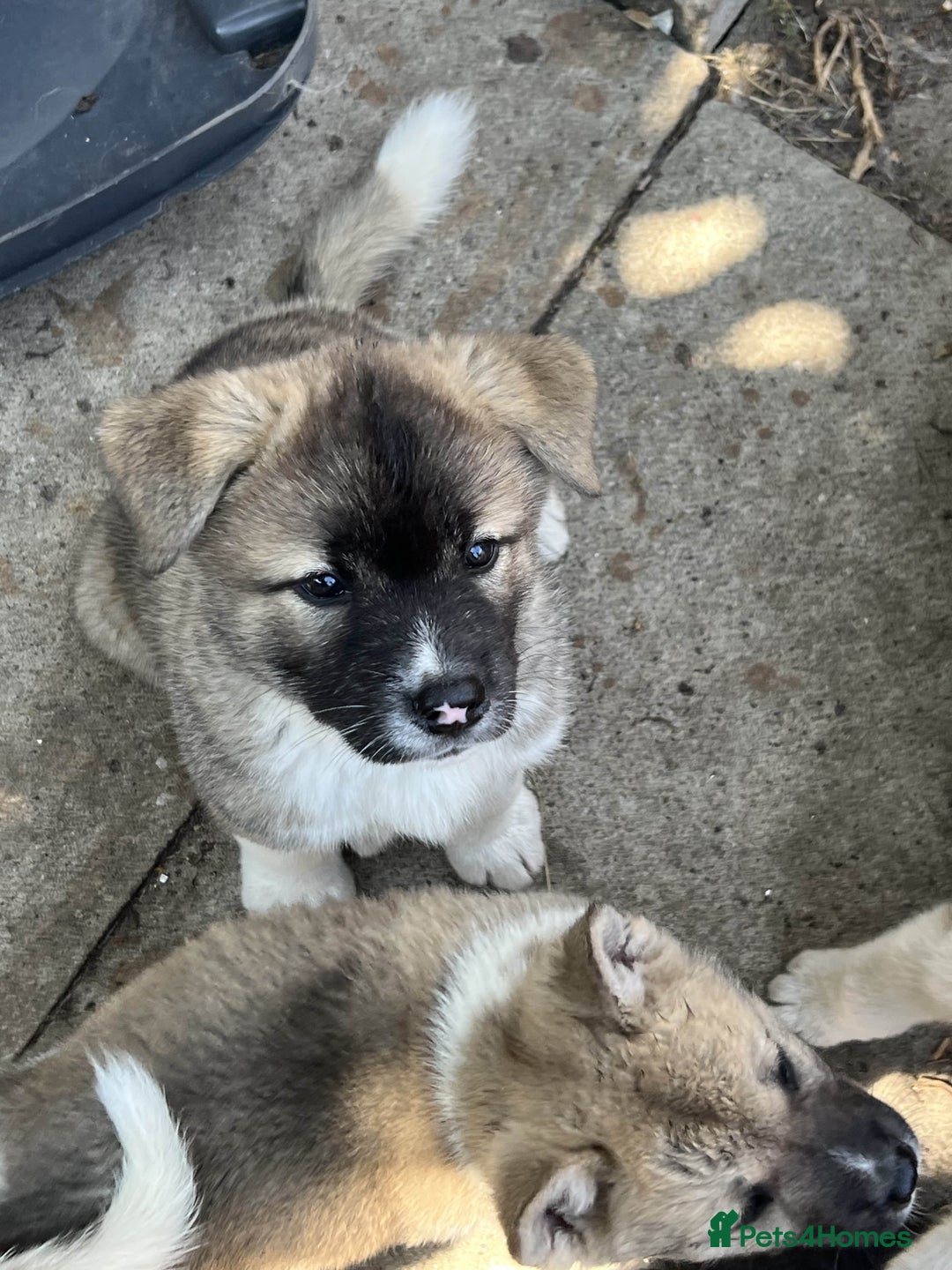 Akita dogs for sale: Ready Now! American Akita Puppies in Liverpool - Image 13