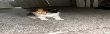 Mixed Breed Kitten 1