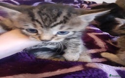 American Shorthair cats for sale: Kittens looking for homes  - Image 4