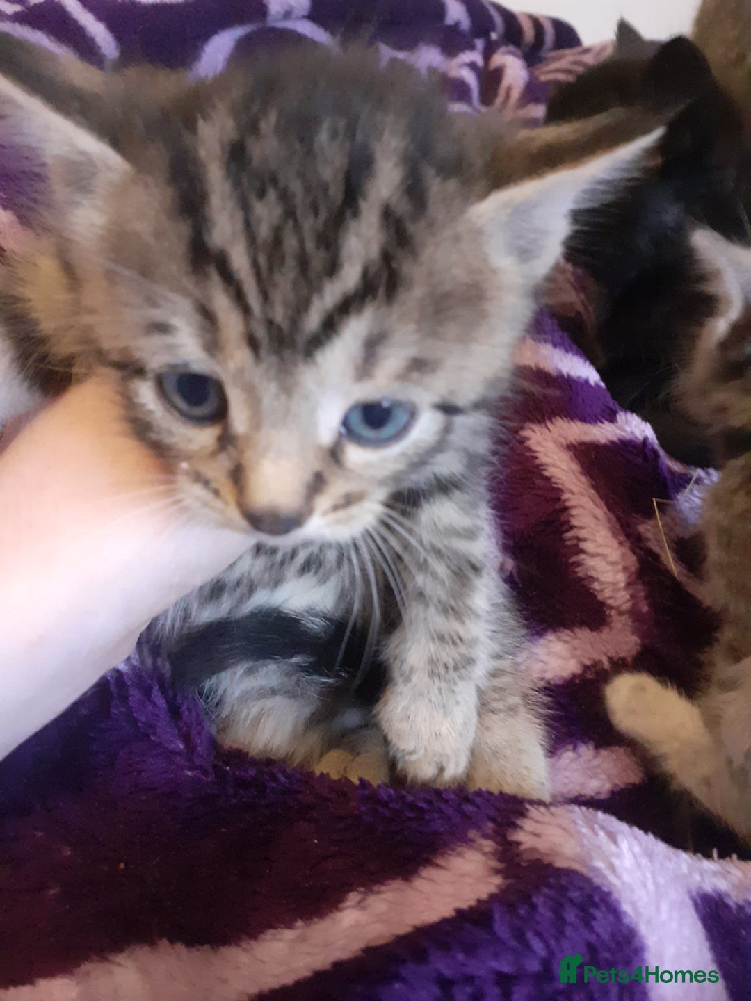 American Shorthair cats for sale: Kittens looking for homes  - Image 4