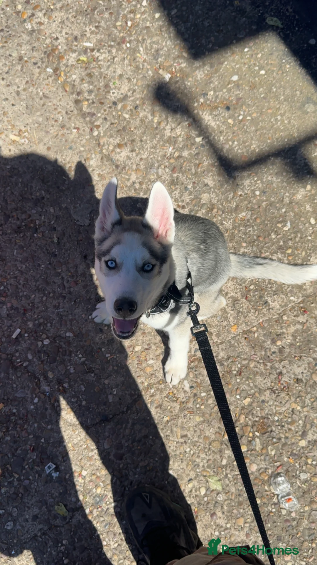 Siberian Husky dogs for sale: GOOSE 🪿 - Siberian Husky 5 Months in Coventry - Advert 2
