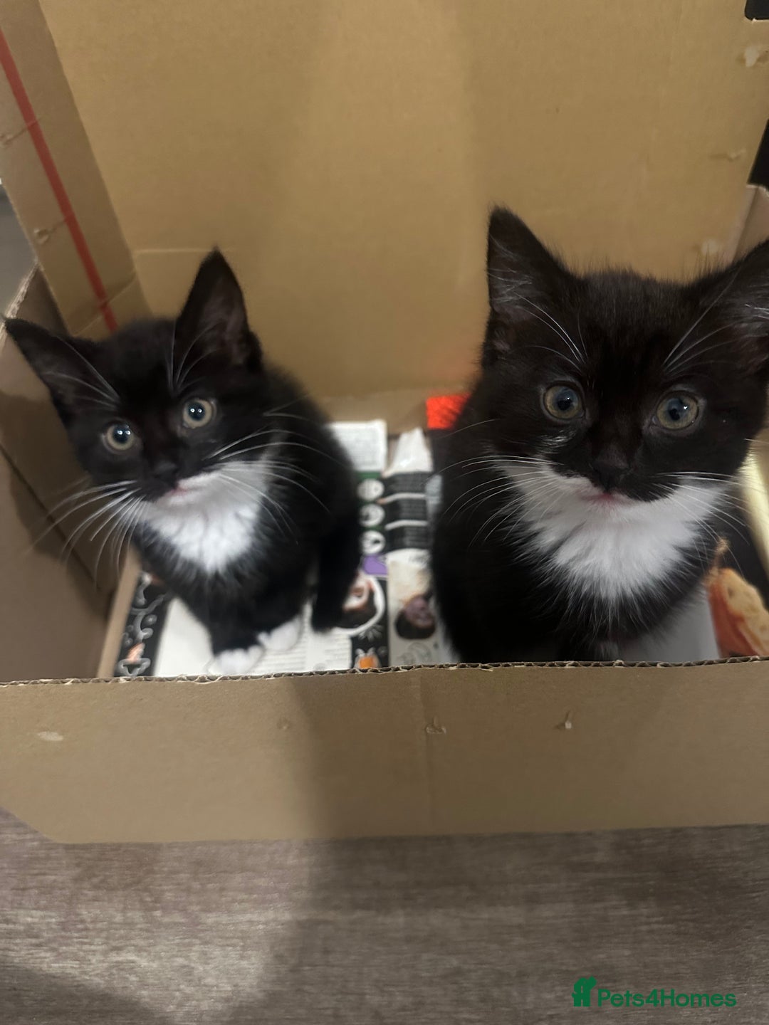 British Longhair cats for sale: Beautiful longhaired kittens ready to go now! - Image 4