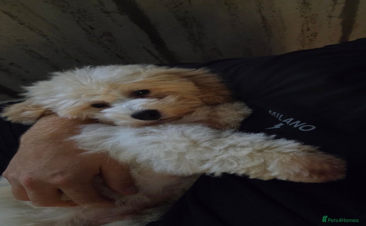 Poochon dogs - Advert 2