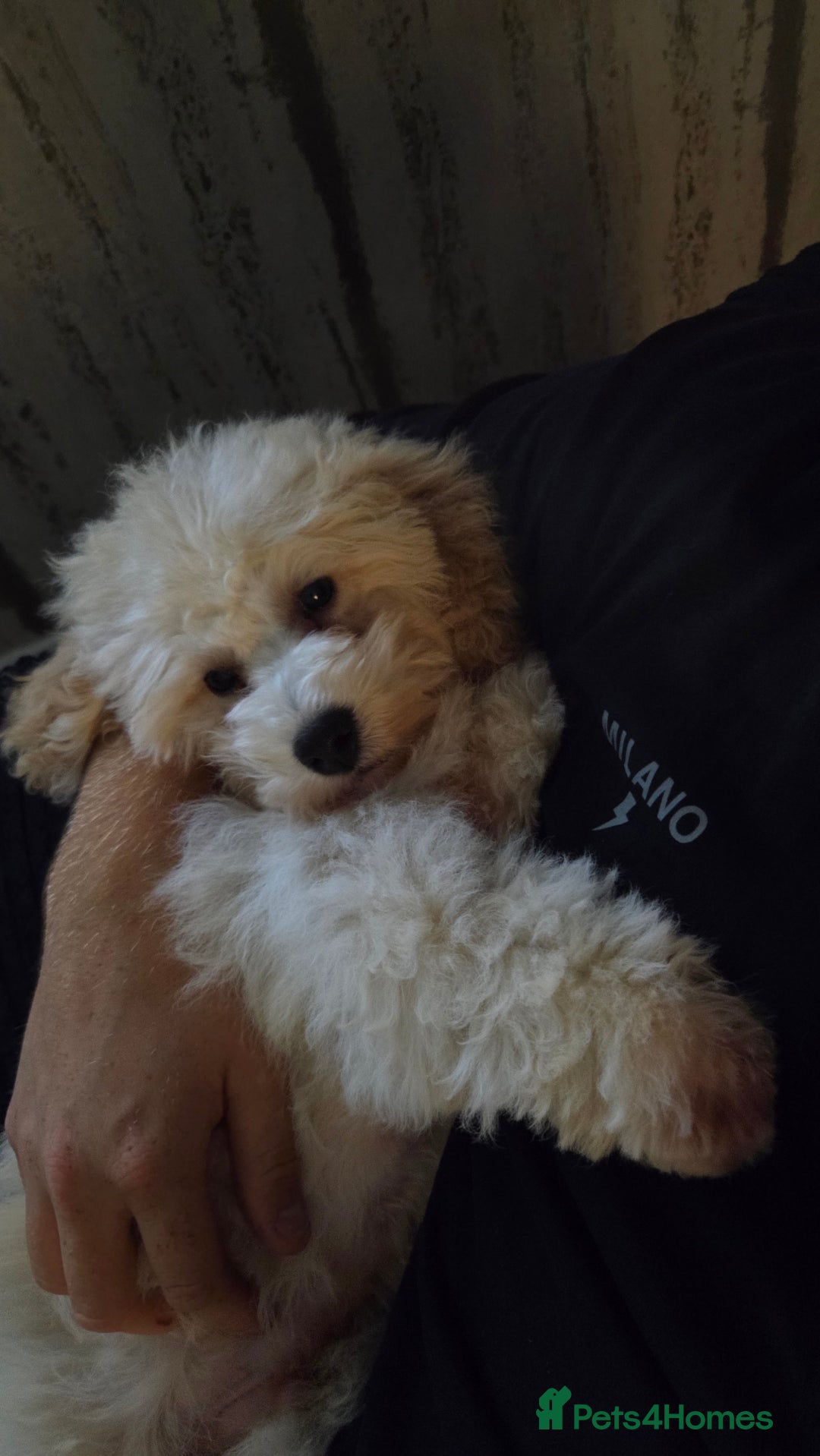 Poochon dogs for sale: Poochon - Image 1