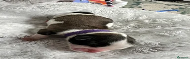 Purple Collar Girl