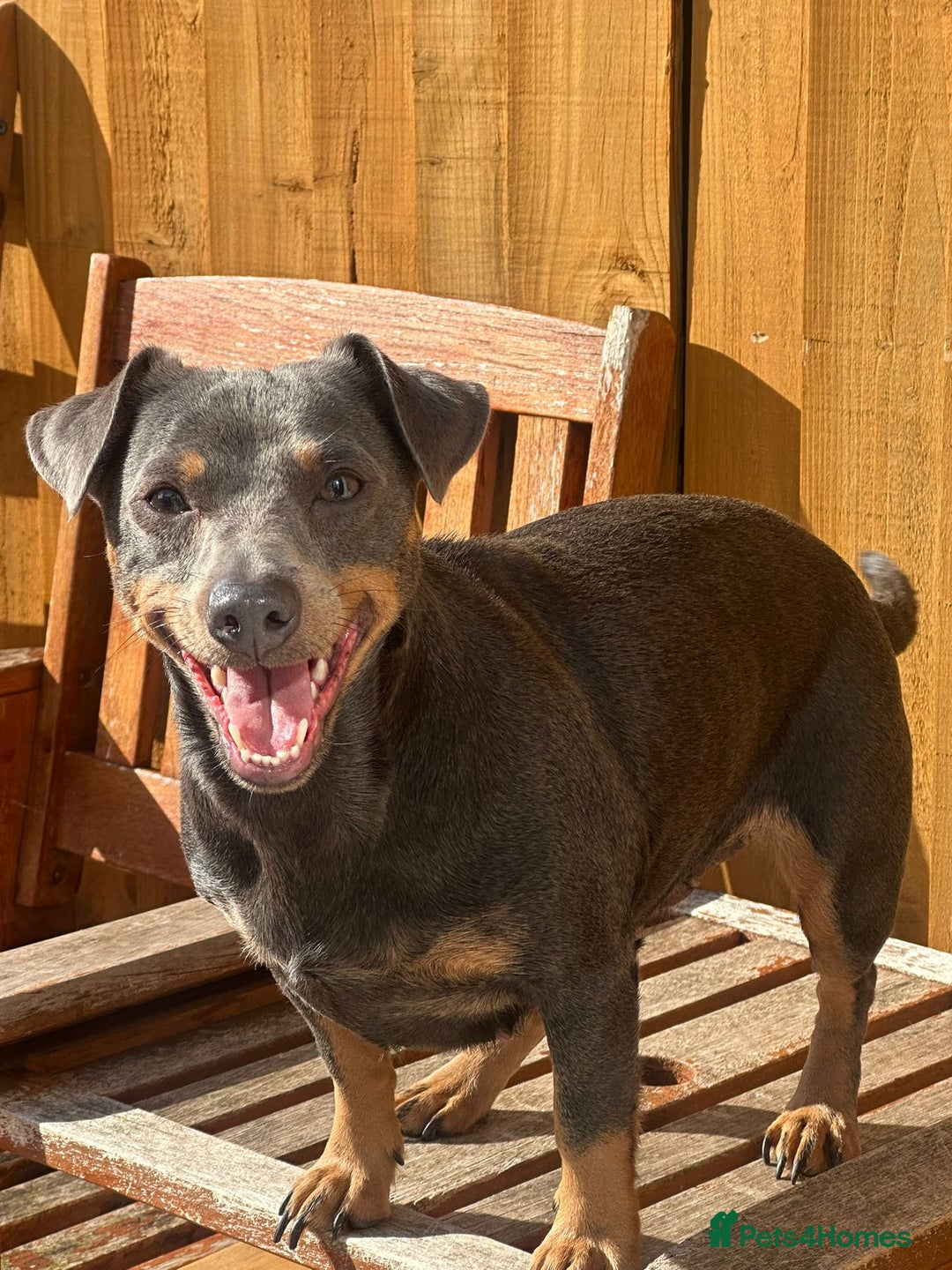 Jack Russell dogs for sale: Beautiful Lilac/ blue jack russell puppies - Advert 5