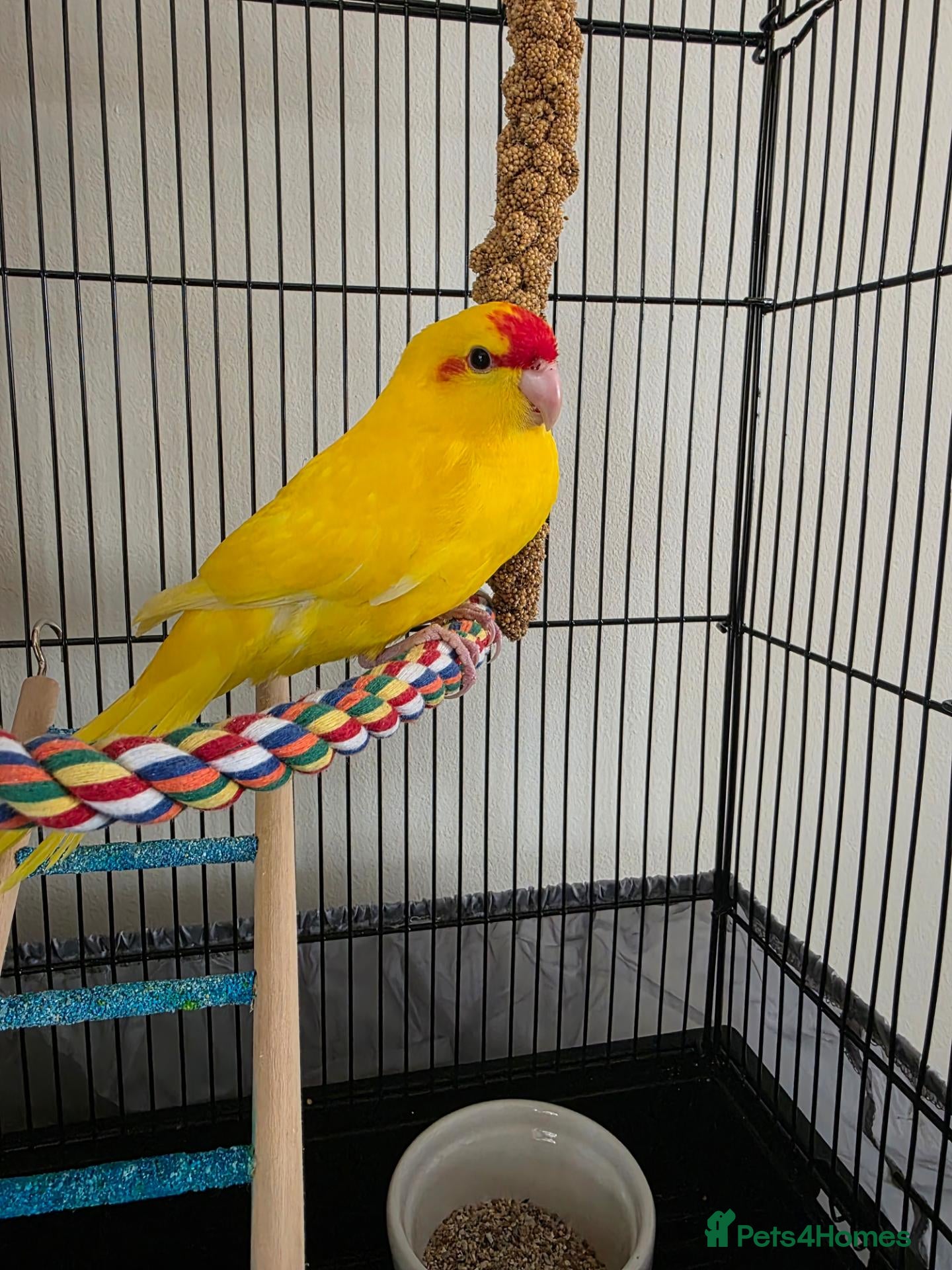 Cockatiels birds Cockatiel (female) and Latino Kakariki (male) - Advert 1