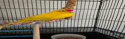 Cockatiels birds for sale: Cockatiel (female) and Latino Kakariki (male) in Neston - Advert 1
