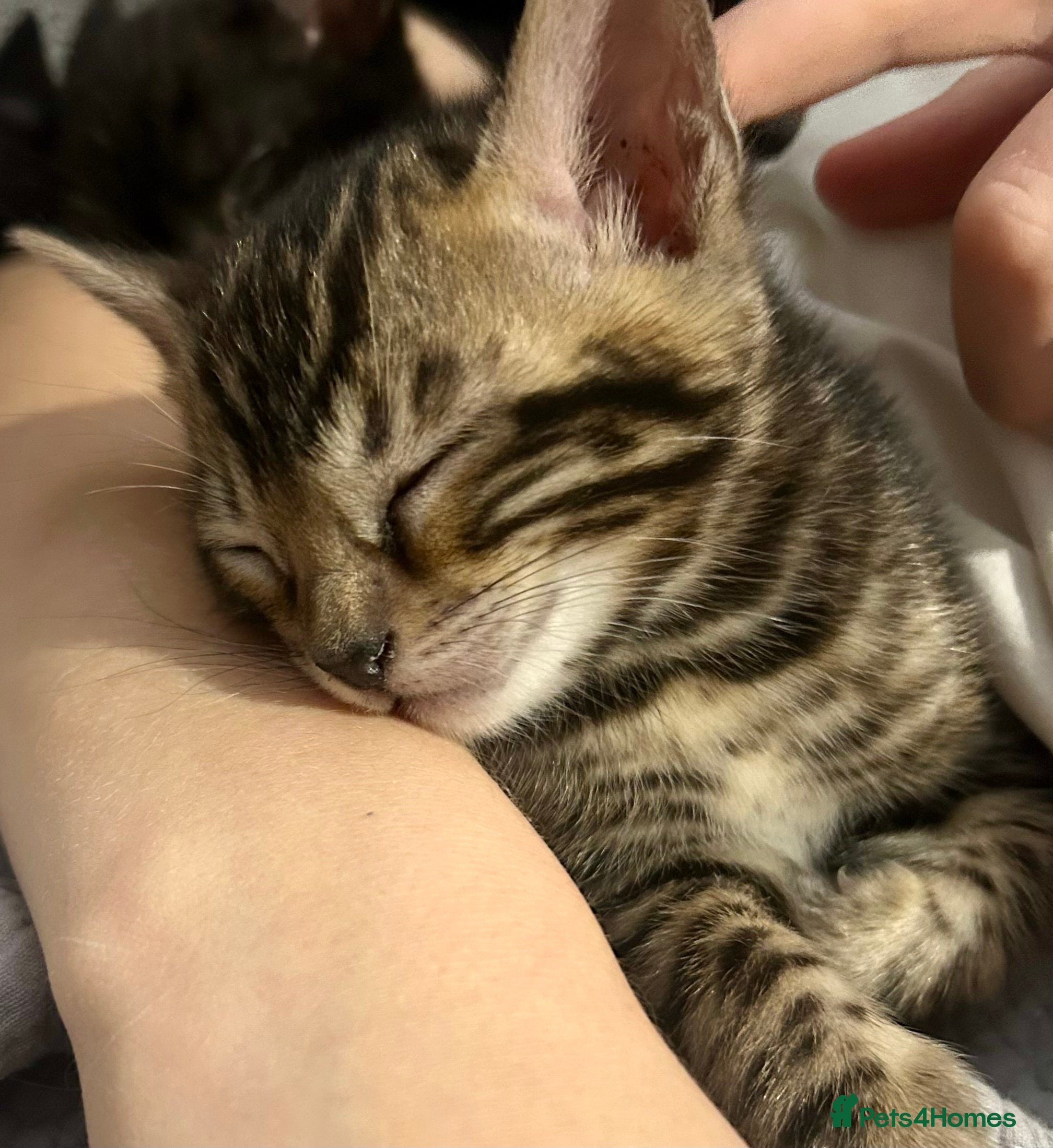 Bengal cats Last Stunning Bengal kitten ready for reservation  - Advert 10