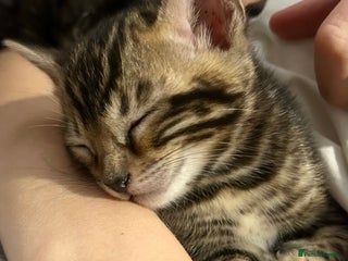 Bengal cats Last Stunning Bengal kitten ready for reservation - Advert 10