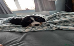 Dachshund dogs for sale: 5 dachshund x cavachon pups for sale  - Image 6