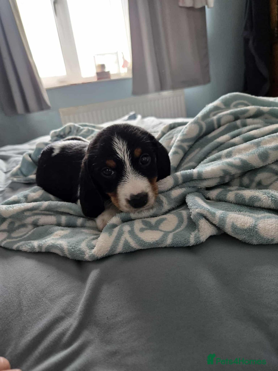 Dachshund dogs for sale: 5 dachshund x cavachon pups for sale  - Image 6