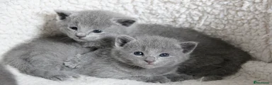 Russian Blue Kitten 4