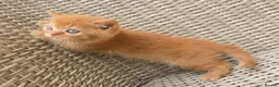 British Shorthair cats for sale: Stunning British Shorthair Kittens  - Advert 5