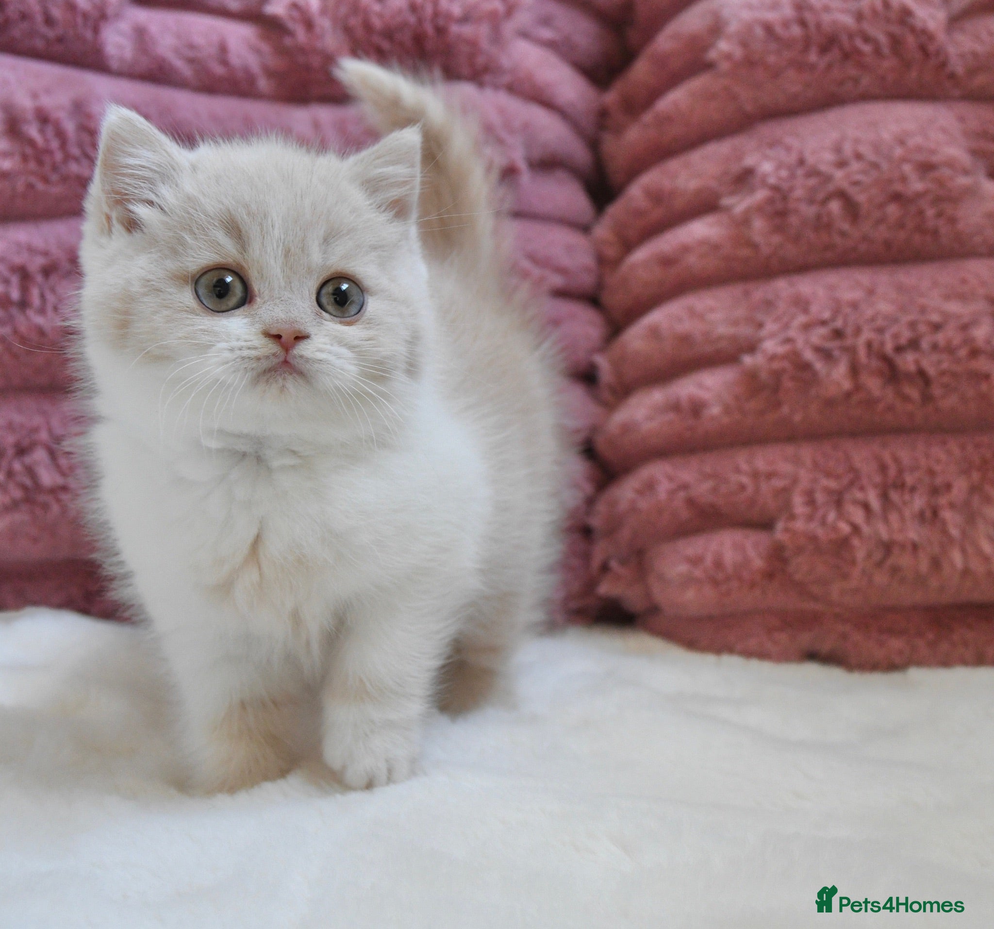 British Shorthair cats Beautiful British Shorthair Kittens  - Advert 1