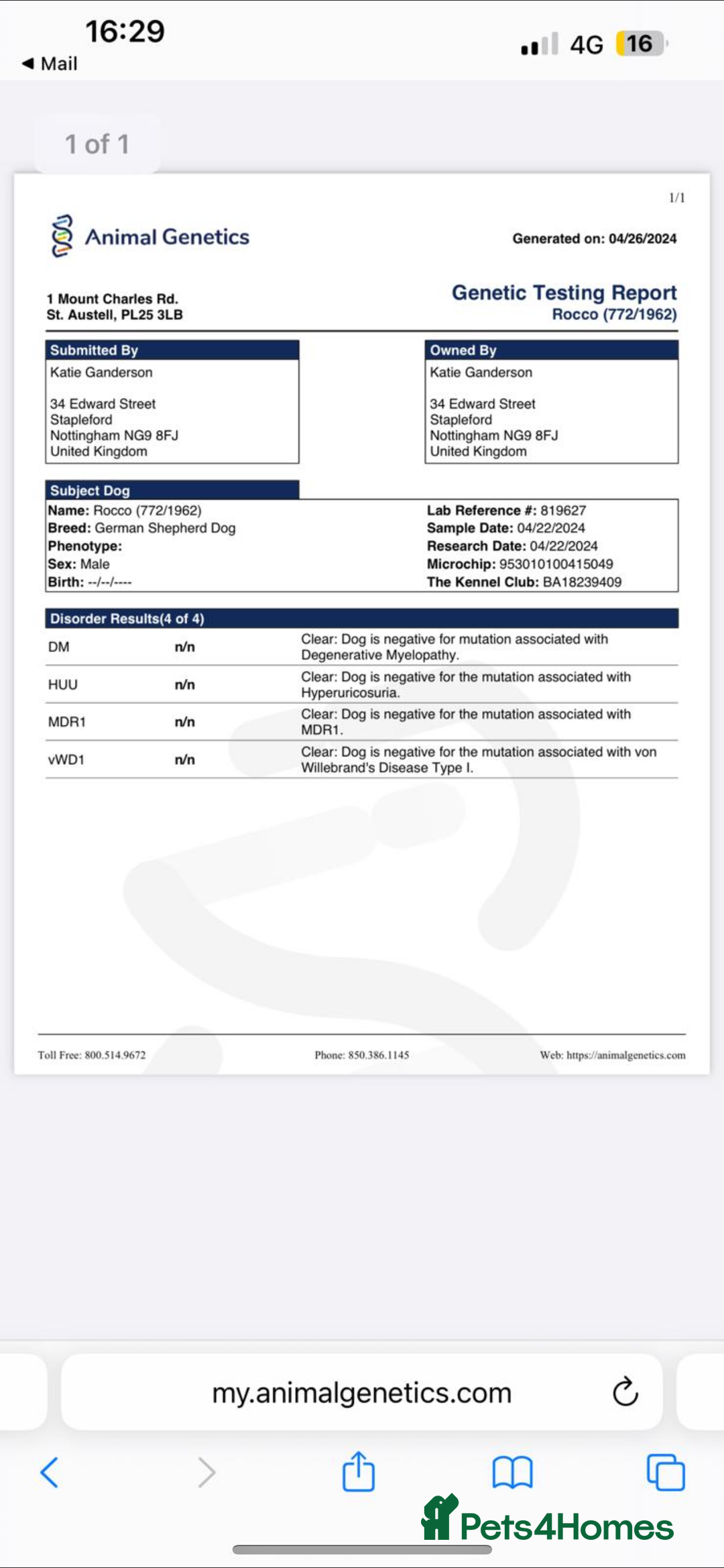 German Shepherd dogs for stud: STUD KC registered Black and Tan German shepherd  in Nottingham - Advert 10