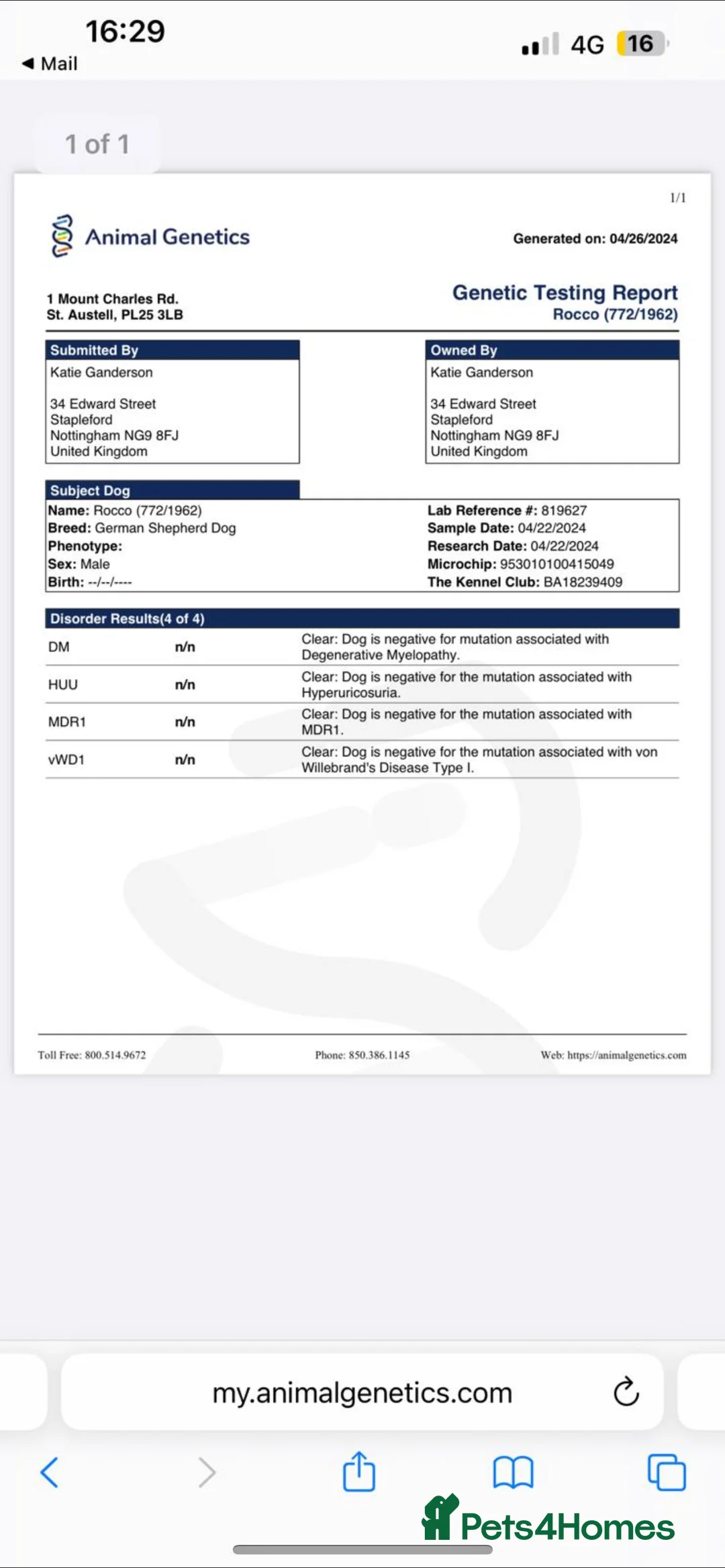 German Shepherd dogs for stud: STUD KC registered Black and Tan German shepherd  in Nottingham - Advert 10