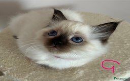 Ragdoll cats for sale: Pure Ragdoll Kittens *Ready for their new home* - Image 15