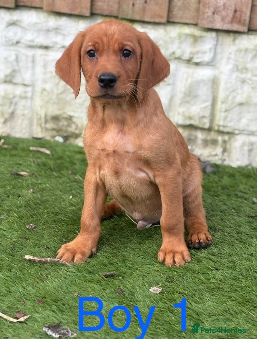 Mixed Breed dogs Beautiful Irish Setter x Labrador Puppies 🐾 - Advert 1