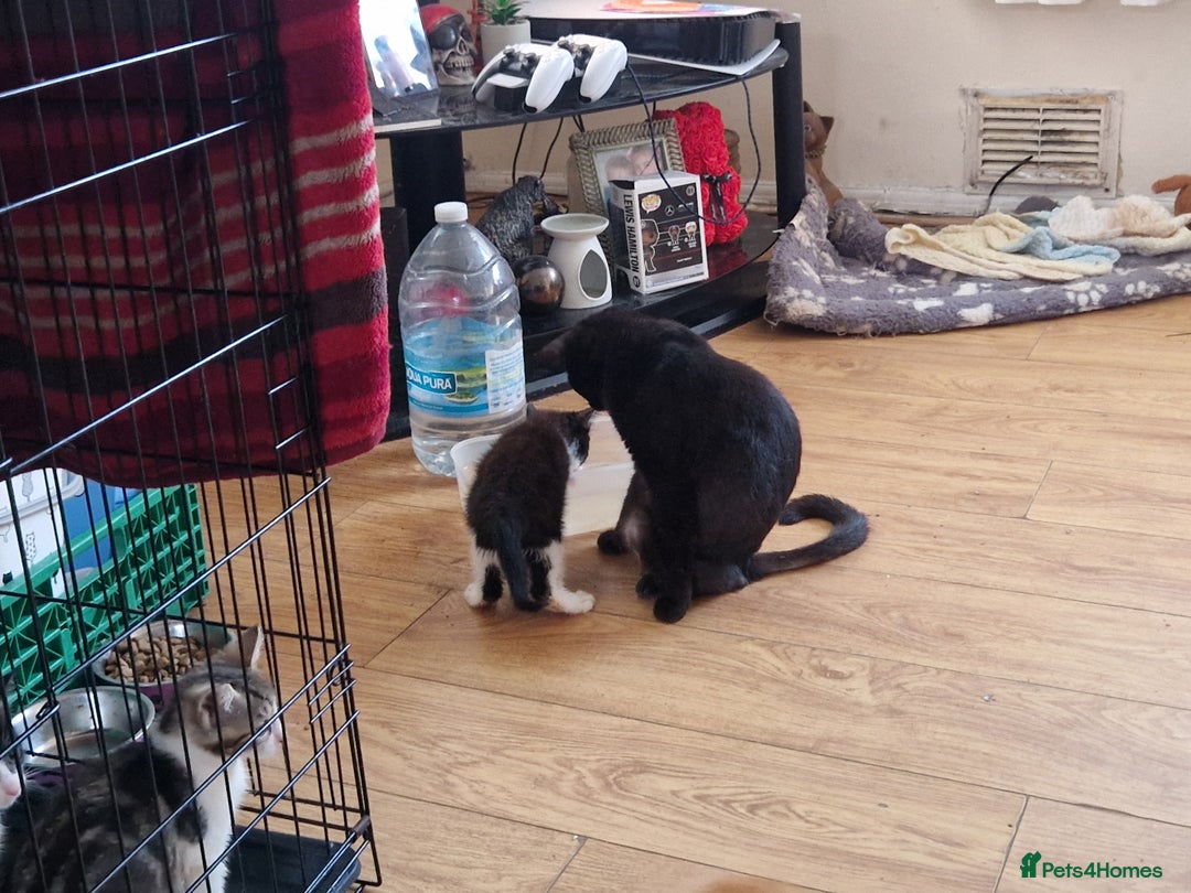 Mixed Breed cats for sale: ready to go - Image 29