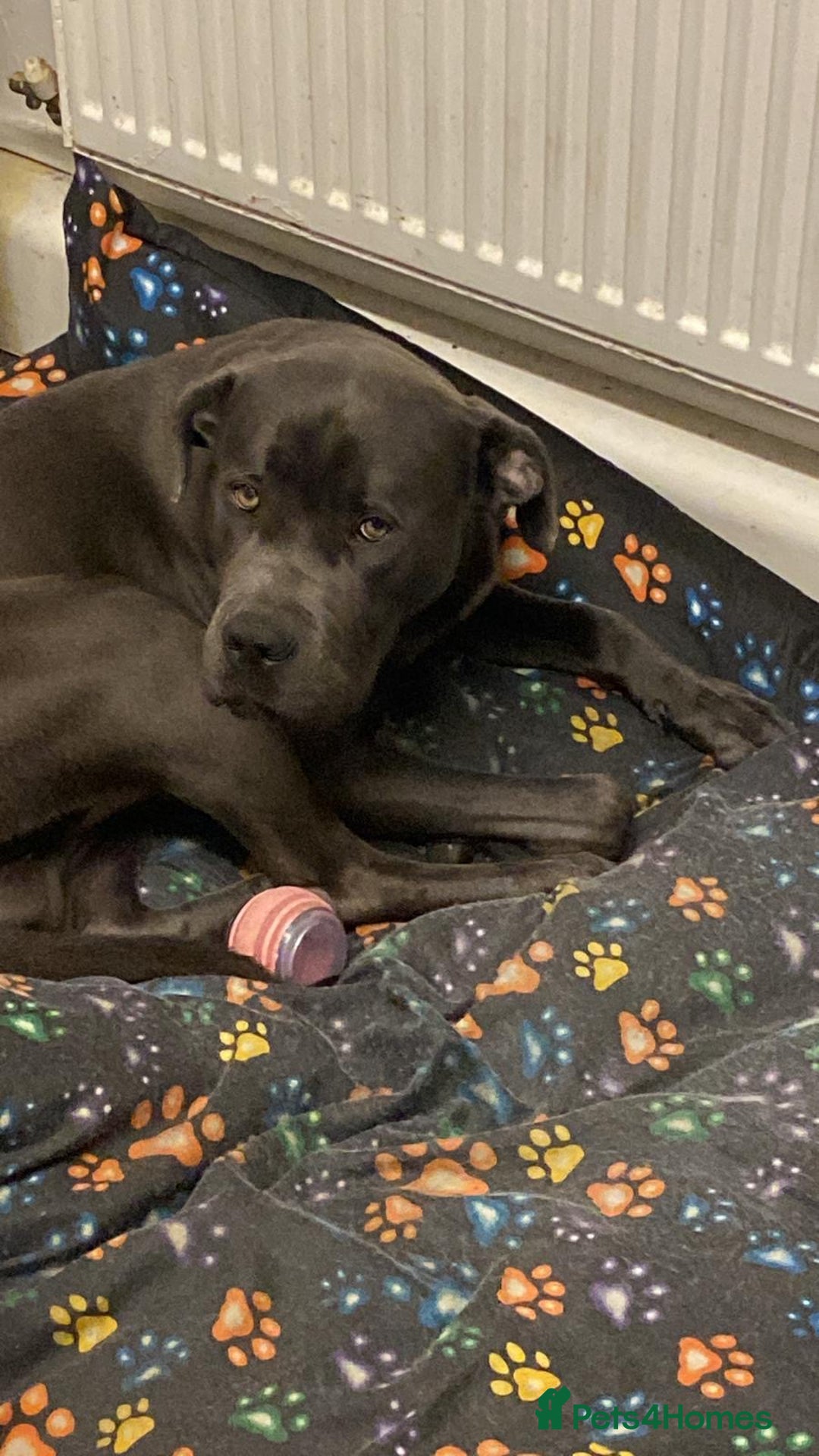 Cane Corso dogs for sale: Rehoming Koa  - Advert 2