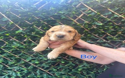 Cocker Spaniel dogs for sale: ⭐ STUNNING SHOW COCKER PUPPIES ⭐  - Image 12