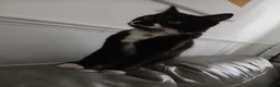 Mixed Breed cats for sale: Cat female  - Advert 2
