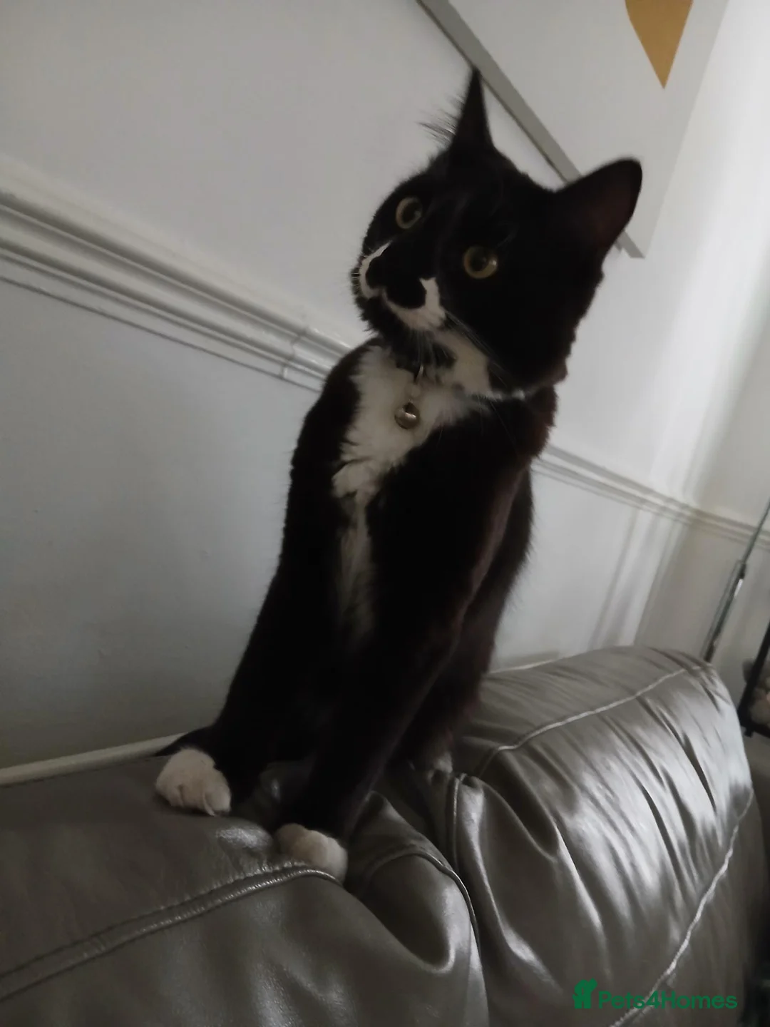 Mixed Breed cats for sale: Cat female  - Advert 2