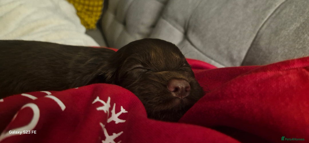 Cocker Spaniel dogs for sale: 5 Beautiful working cocker spaniel puppies  - Advert 9