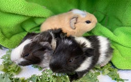 Guinea Pig rodents for sale: 1no Gorgeous baby Guinea pigs - Girls - Image 2