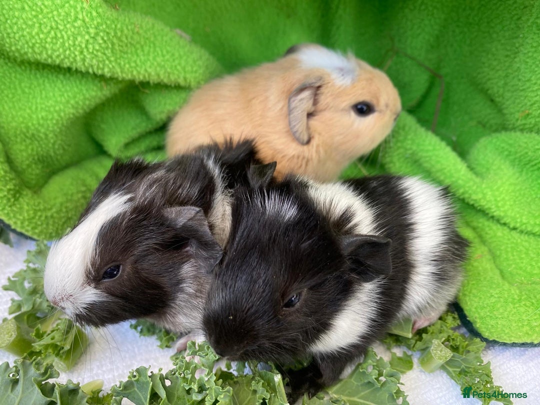 Guinea Pig rodents for sale: 1no Gorgeous baby Guinea pigs - Girls - Image 2