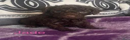 Cockapoo dogs for sale: Beautiful F1b cockapoos - Advert 8