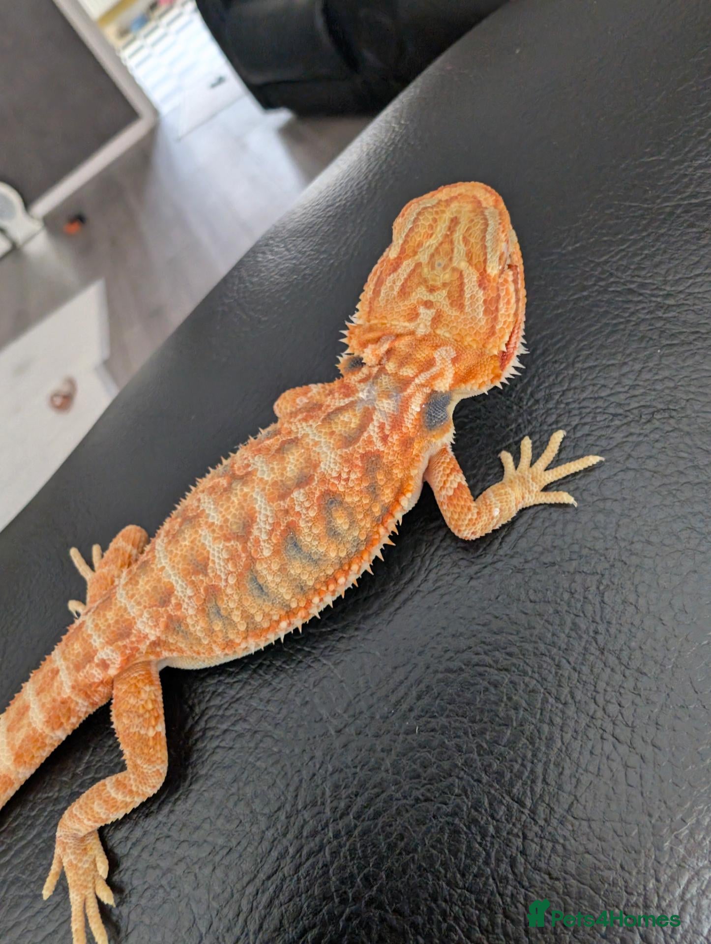 Bearded Dragon reptiles Hand tame - Advert 6