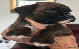 Boxer dogs for sale: Boxer Puppies form Top Winning Show Kennel - Image 2
