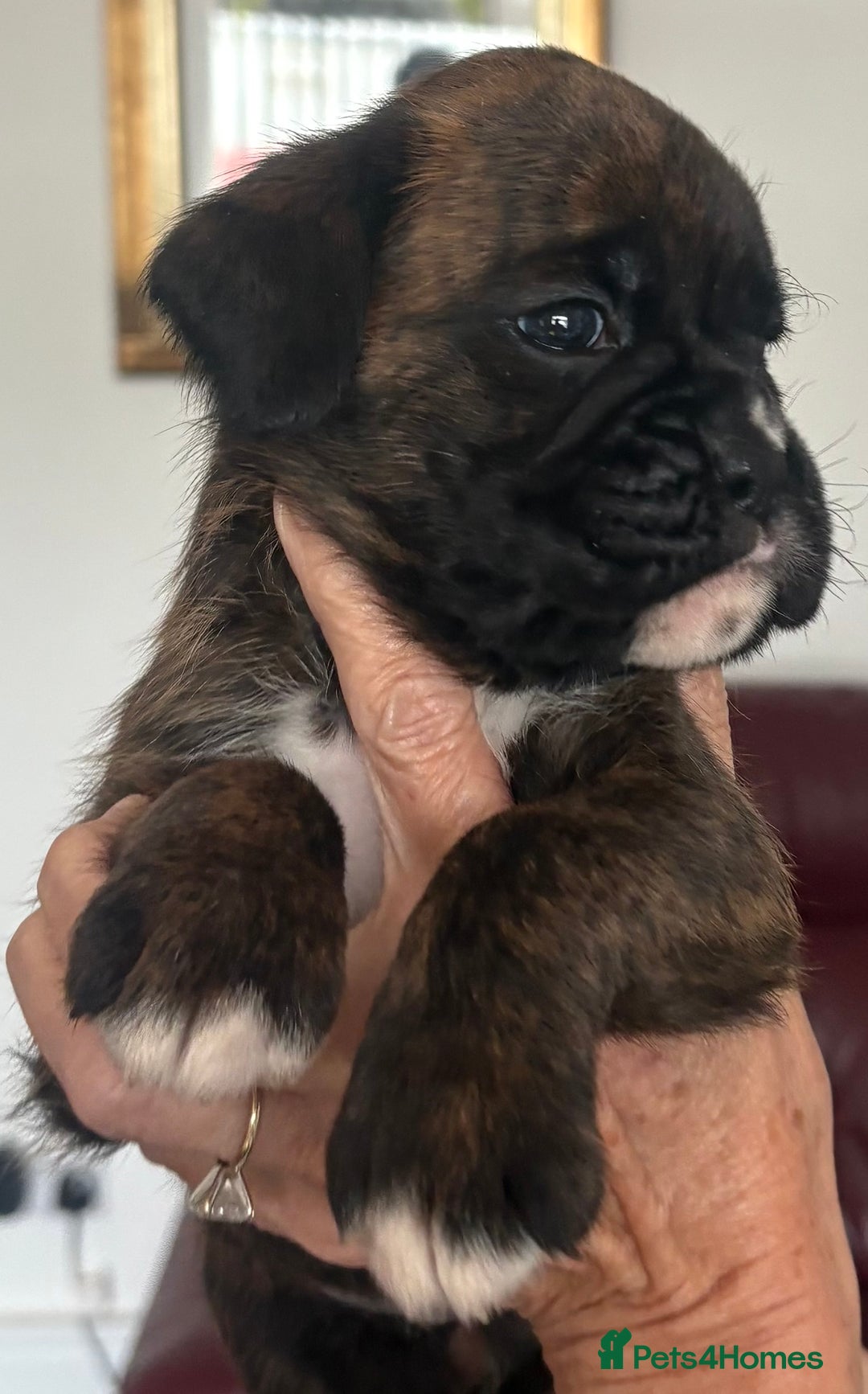 Boxer dogs for sale: Boxer Puppies form Top Winning Show Kennel - Image 2