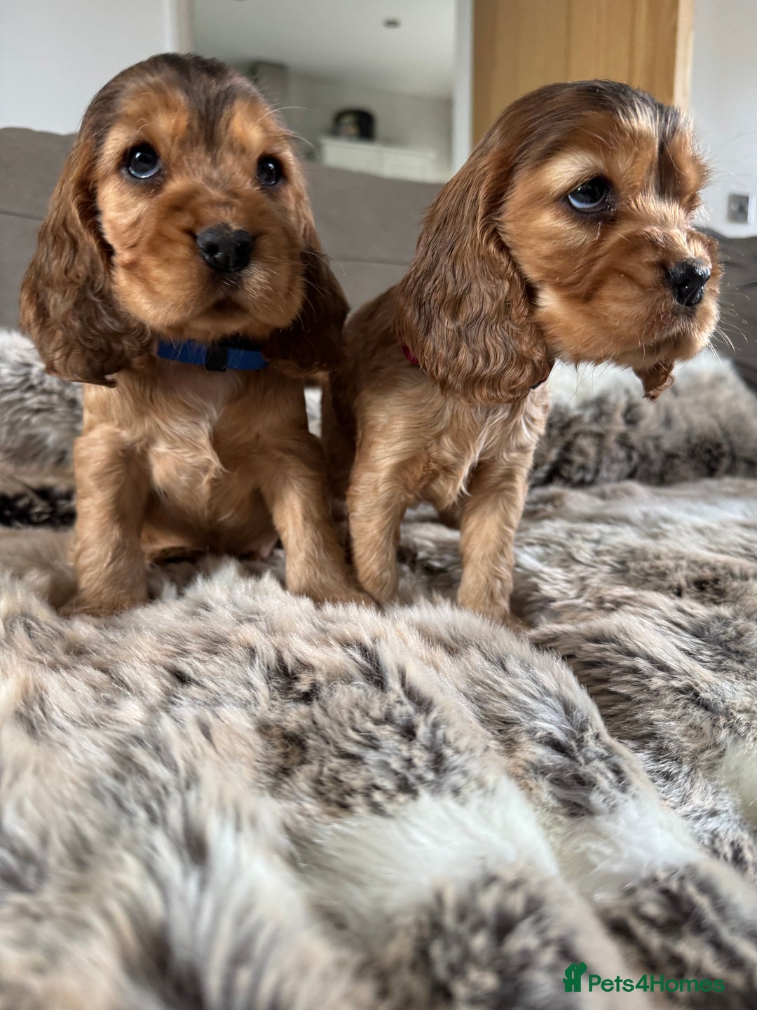 Cocker Spaniel dogs for sale: 🐶 Beautiful Show-Type Cocker Spaniel Puppies 🐶 - Advert 26