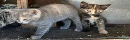 Mixed Breed cats for sale: Must stay together. Two hand reared orphan kittens - Advert 5